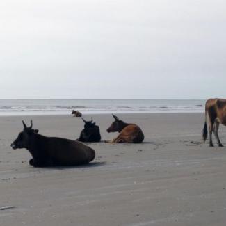 Vaches se reposant sur la plage de Cap Skirring