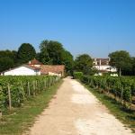 Les vignes biodynamiques du Château Fonroque, près de Saint-Émilion